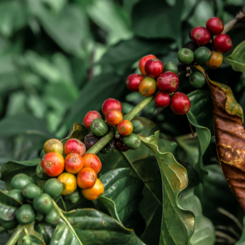 Coffee Plant Picture